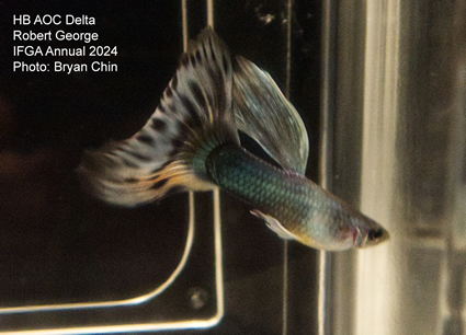 guppy hb aoc bicolor